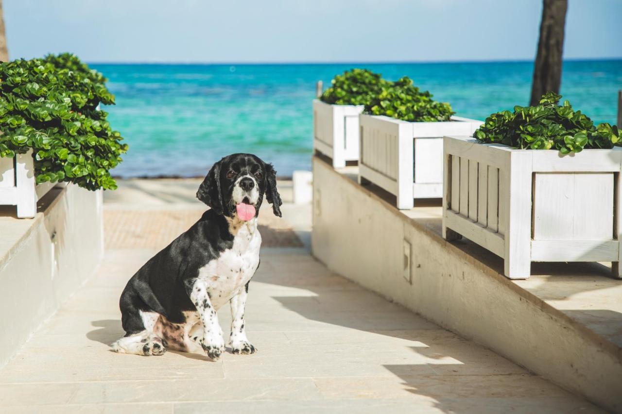 Thompson Playa Del Carmen Beach House, By Hyatt Exterior photo